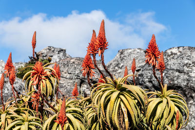 Close-up of plants against sky