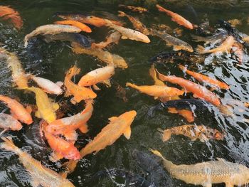 Fish swimming in lake