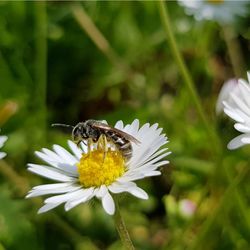 Close-up of honey bee on white flower