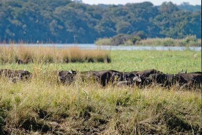 Herd of buffalo hiding behind river bank