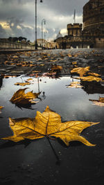 Yellow leaves on street by city against sky