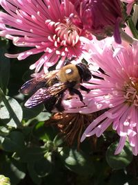 Close-up of bee on pink flowers