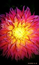 Close-up of yellow flower