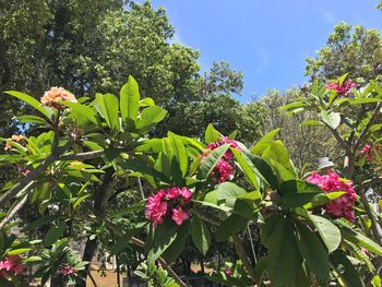 Low angle view of pink flowers blooming on tree