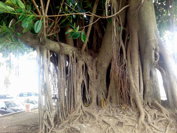 Panoramic shot of tree trunk