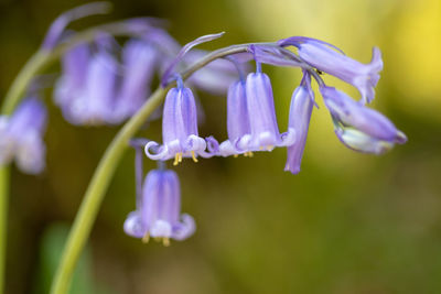 Close-up of purple flowering plant