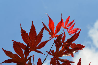 Low angle view of tree against sky