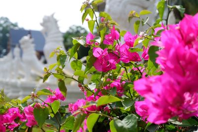 Close-up of pink bougainvillea blooming outdoors