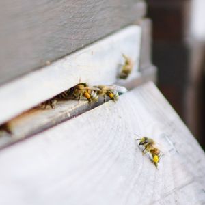 Close-up of bee on leaf