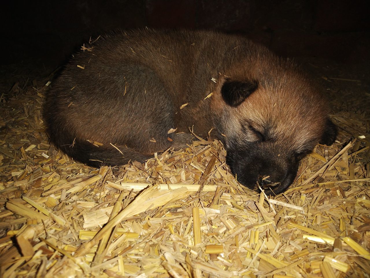 CLOSE-UP OF AN ANIMAL SLEEPING ON HAY