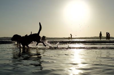 Silhouette horse in a sea against sunset sky