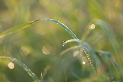 Close-up of wet grass