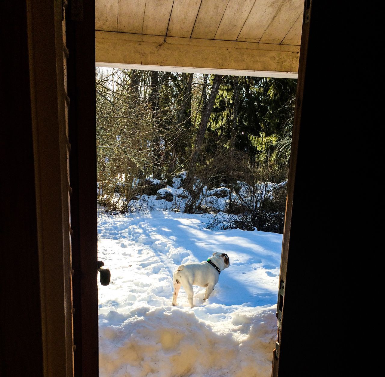 animal themes, domestic animals, mammal, pets, snow, dog, one animal, winter, cold temperature, white color, season, nature, two animals, relaxation, zoology, no people, tree, animal, field, day