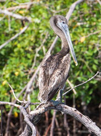 Close-up of bird perching on tree