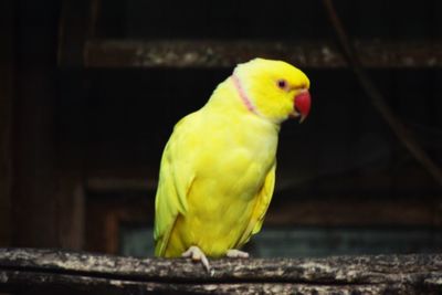 Close-up of parrot perching on yellow outdoors