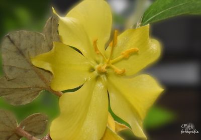 Close-up of yellow flower