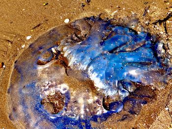 High angle view of crab on sand