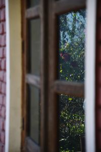 Close-up of plants seen through window of house