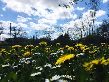 Yellow flowering plants on field against sky