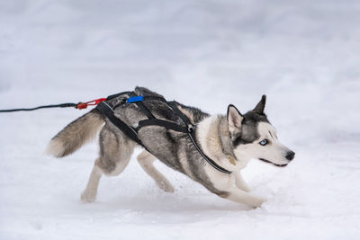 Dog lying down on snow field