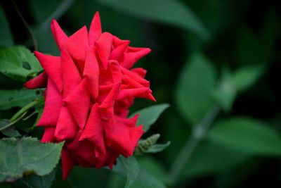 Close-up of red flowering plant