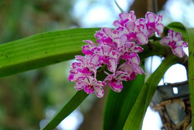 Close-up of pink flowering plant