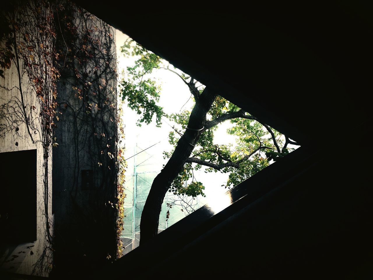 architecture, built structure, low angle view, window, tree, indoors, silhouette, building exterior, clear sky, sky, dark, arch, building, house, branch, no people, day, sunlight, growth, glass - material