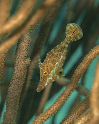 Monacanthus tuckeri, the slender filefish