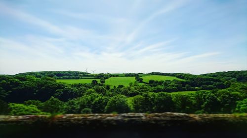 Trees on field against sky