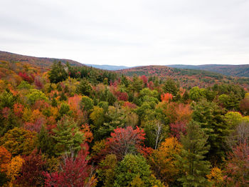 Scenic view of forest against sky during autumn