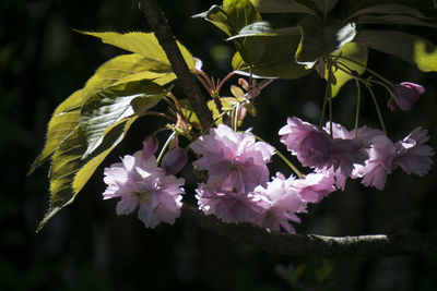 Close-up of flowers growing on tree