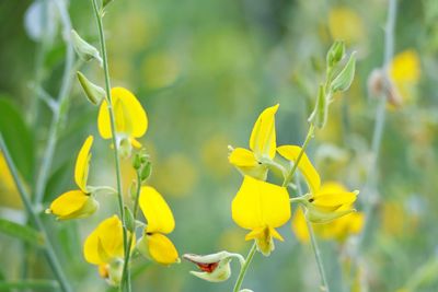 Close-up of yellow flowering plant on field