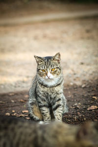 Portrait of cat