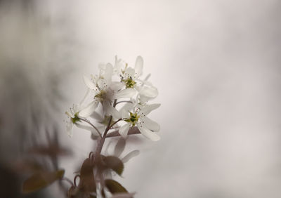Close-up of white flower tree