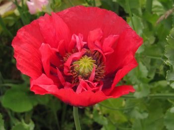 Close-up of red flower blooming outdoors