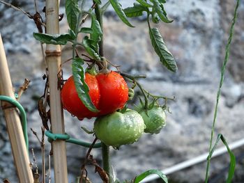 Close-up of red berries growing on plant