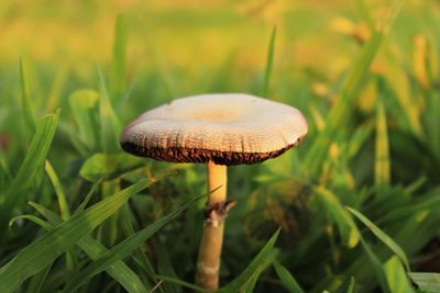 Close-up of mushroom growing on field
