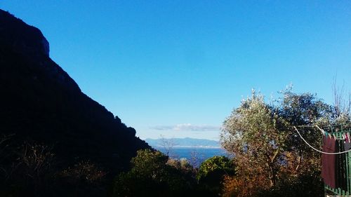 Trees against blue sky