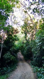 Trees in forest