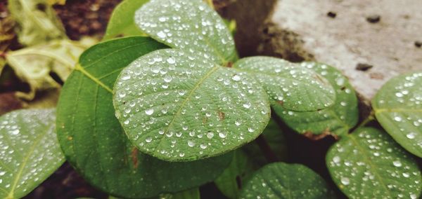 Close-up of raindrops on leaves