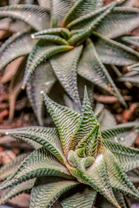 Close-up of succulent plant