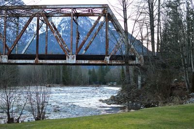 Bridge over river amidst trees in forest