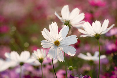 Close-up of pink cosmos flowers