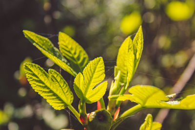 Close-up of yellow leaves