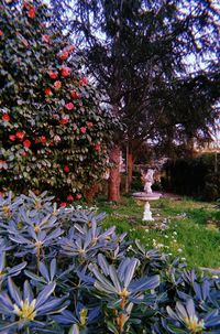 View of flowering plants in park