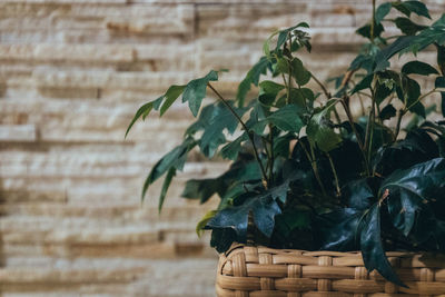 Close-up of potted plant against wall