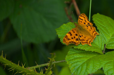 Close-up of butterfly on leaf