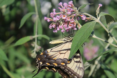 Close-up of insect on flower