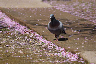 Bird perching on flower