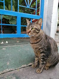 Cat sitting on floor